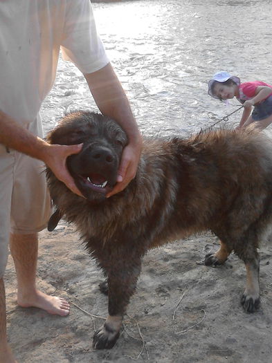 IMG_20140815_191319 - ciobanesc caucazian