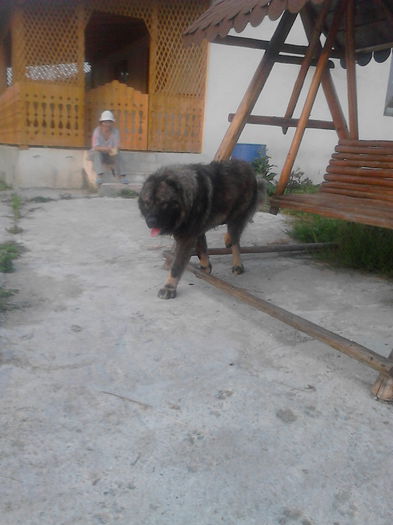 IMG_20140815_195232 - ciobanesc caucazian