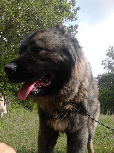 IMG_20140816_105635 - ciobanesc caucazian