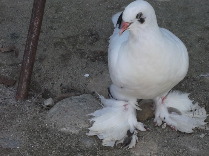 DSCF6967 - ROMAGNOLI PORUMBEI
