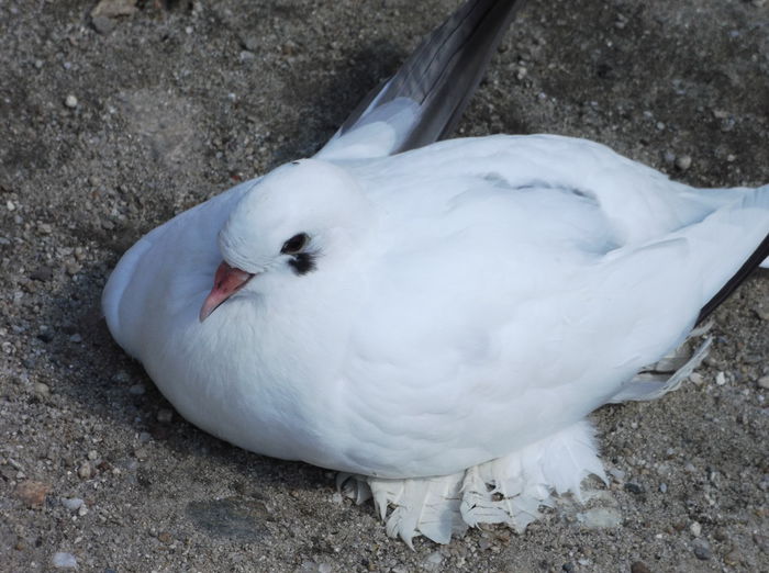 DSCF7053 - ROMAGNOLI PORUMBEI