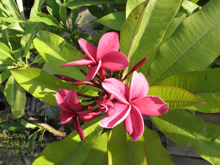 P8190001 - Plumeria - Moir Pink