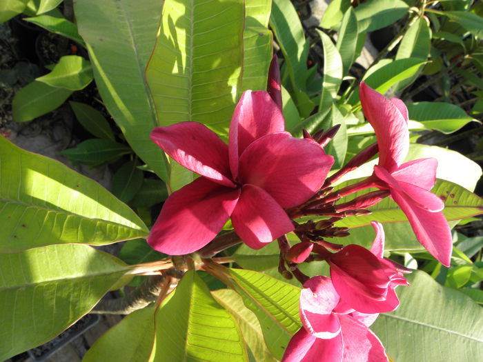 P8190002 - Plumeria - Moir Pink