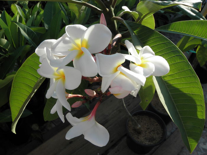 P8190004 - Plumeria - Alba cu floare mare