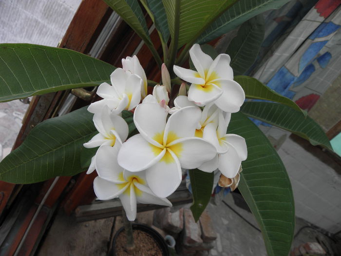 P8030001 - Plumeria - Alba cu floare mare