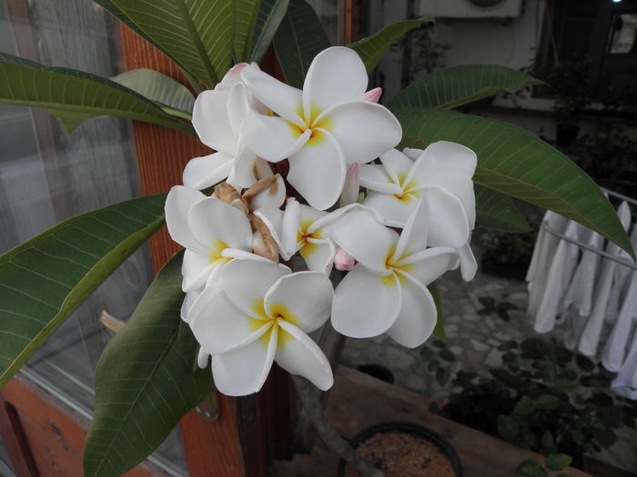 P8130003 - Plumeria - Alba cu floare mare