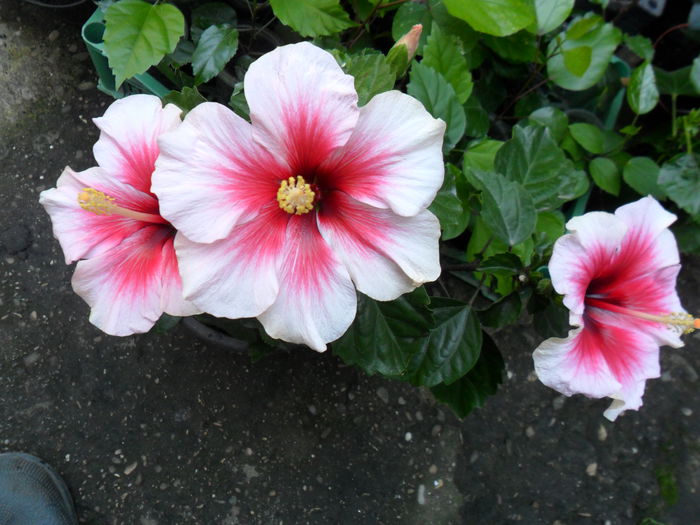 19.08 -3 flori - hibiscusi 2014-2