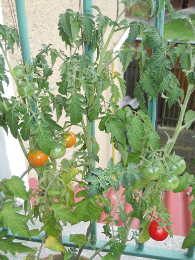 ...de subzistență....