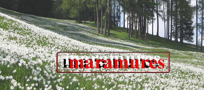 poiana-narciselor - maramures - GARD protectie idee pt granita fara bani