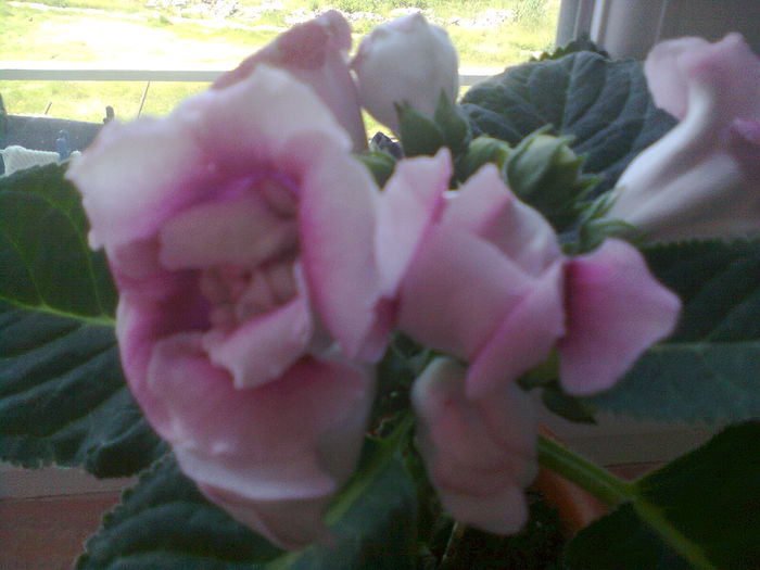 Fotografie0440 - gloxinii