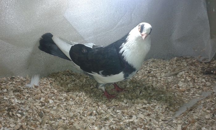 moriscar linia veche