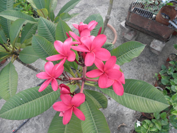 P8130001 - Plumeria - Pink