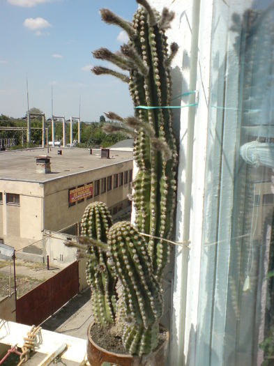 DSC00534 - cactusi si suculente