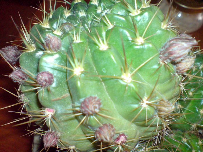 DSC00525 - cactusi si suculente