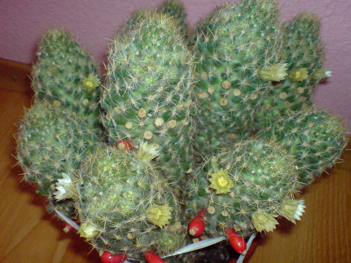 DSC00524 - cactusi si suculente