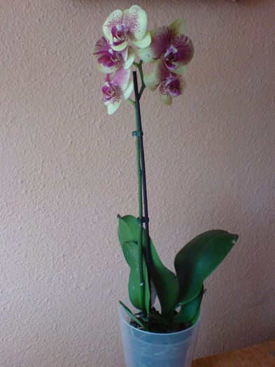 DSC00607 - orhidee