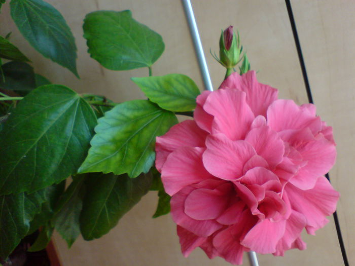 DSC00622 - hibiscus