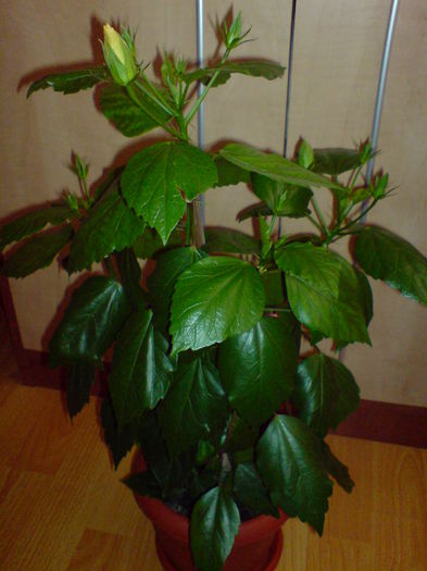 DSC00657 - hibiscus