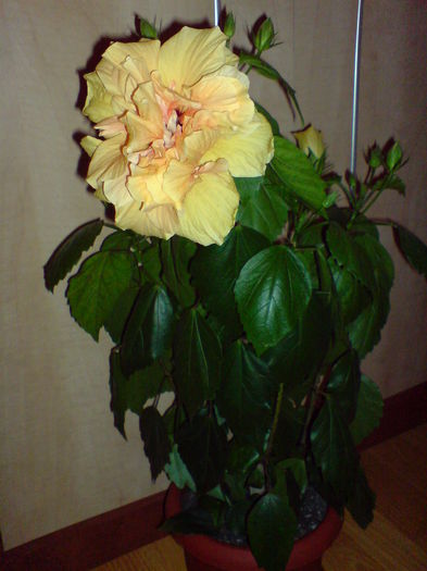 DSC00669 - hibiscus