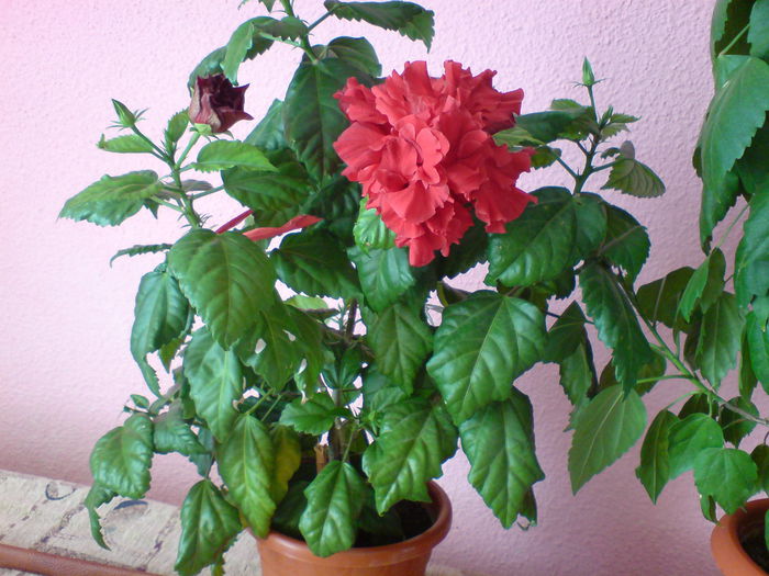 DSC00542 - hibiscus