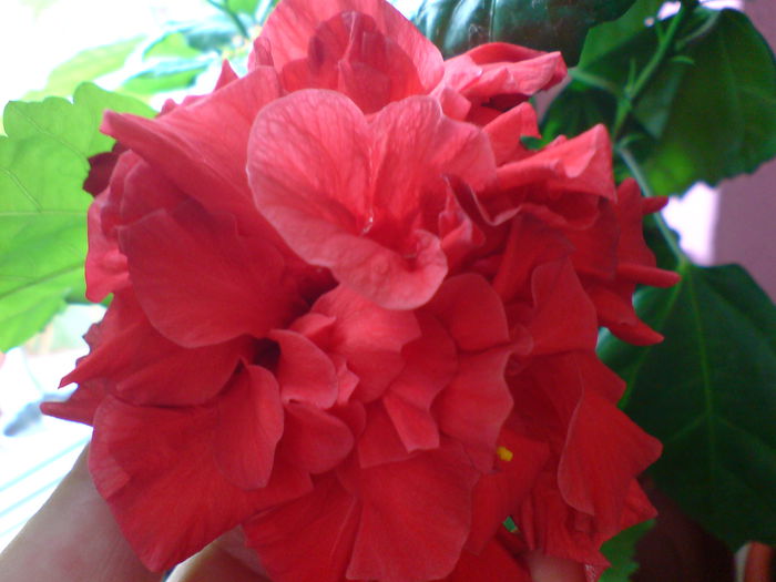 DSC00641 - hibiscus