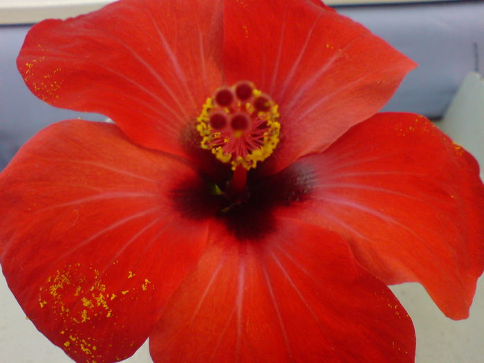 DSC00603 - hibiscus