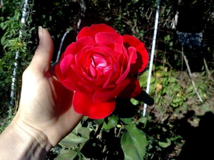 dame de coeur 2 ani 12 lei - Vanzare trandafiri primavara 2015