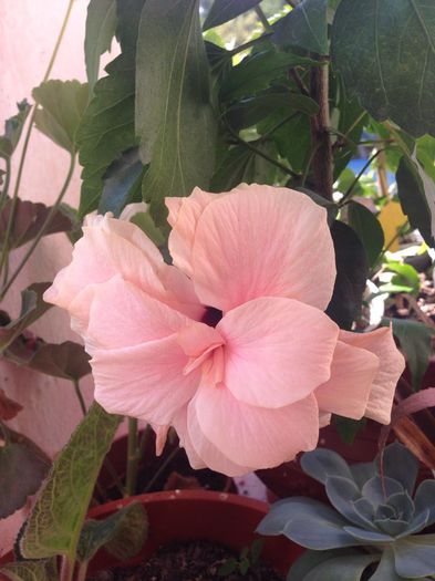 60681_884774151552062_1800036375124358123_n