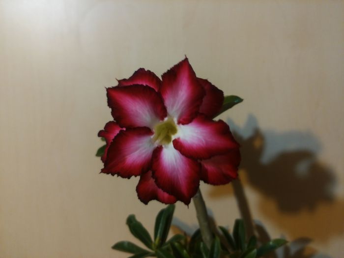 ..pentru ca e si....parfumat!!! - Adenium - Star of Love Perfume Dan