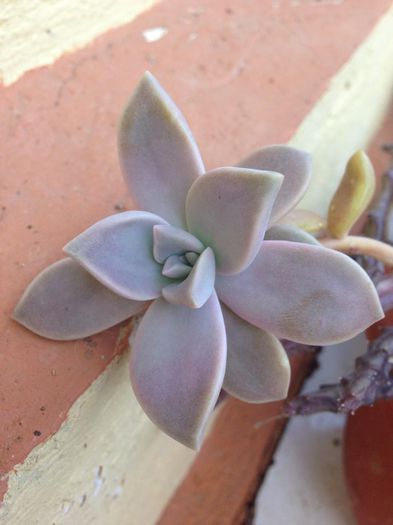 10556491_884774464885364_5686790321350959659_n - diverse plante de camera