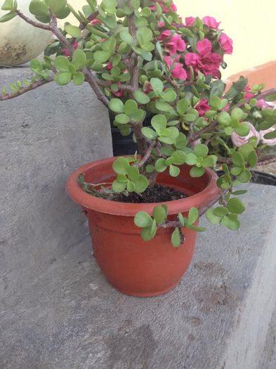 10599266_884774318218712_7100415842589228190_n - diverse plante de camera