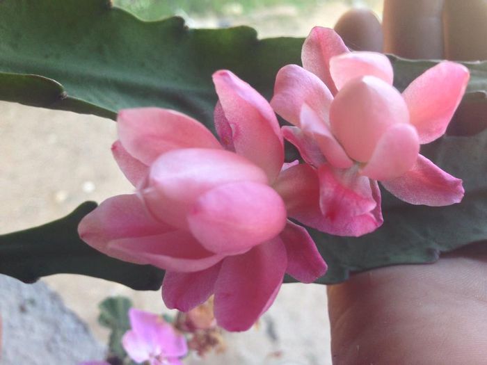 10599402_884774538218690_3714273327821407709_n - diverse plante de camera