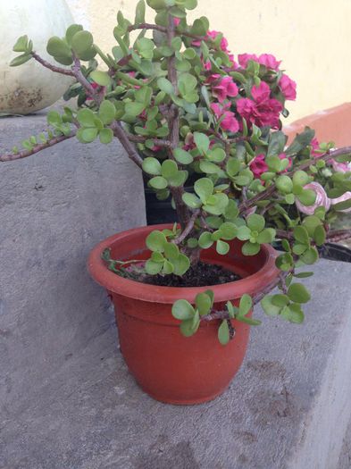 10599692_884774248218719_1256674507712267621_n - diverse plante de camera