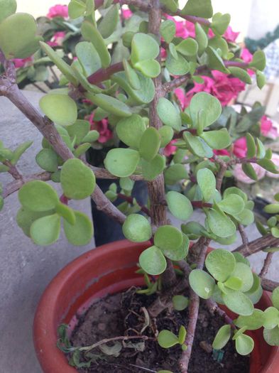 10629839_884774201552057_2385864604433961928_n - diverse plante de camera