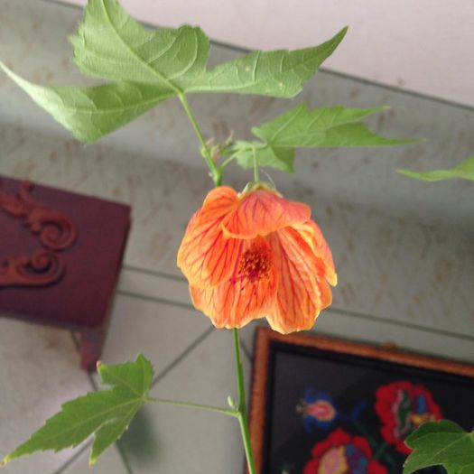 10400039_884781704884640_6212319084339907690_n