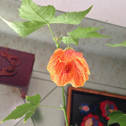 10404481_884781598217984_927350536626557833_n