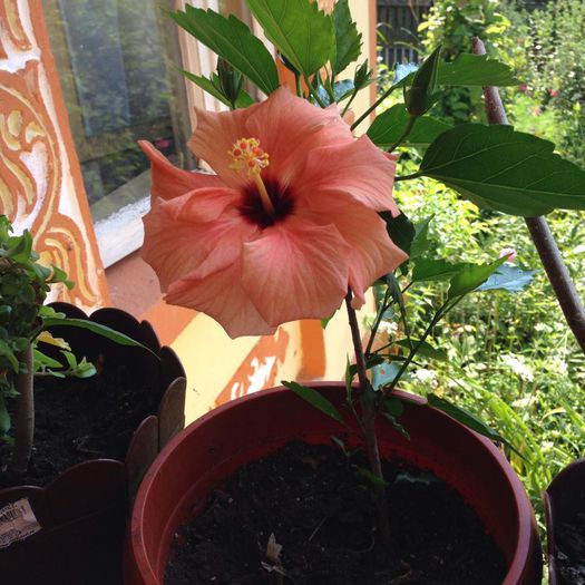 10592867_884782241551253_843384645891068383_n