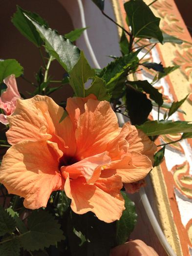 10609563_884782491551228_4197245021593480851_n