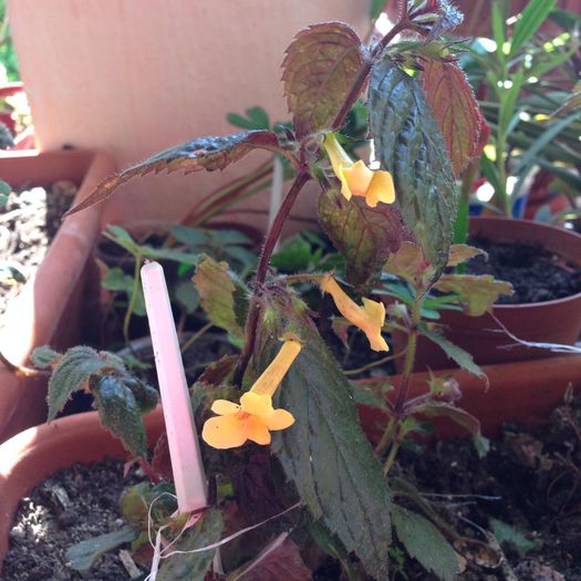 10353709_884782121551265_5275876128095718496_n - diverse plante de camera