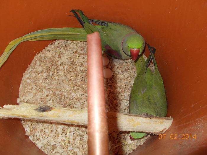 DSCN1474 - pui papagali 2014