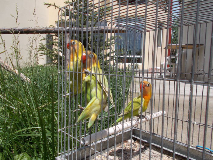 DSCN1675 - pui papagali 2014