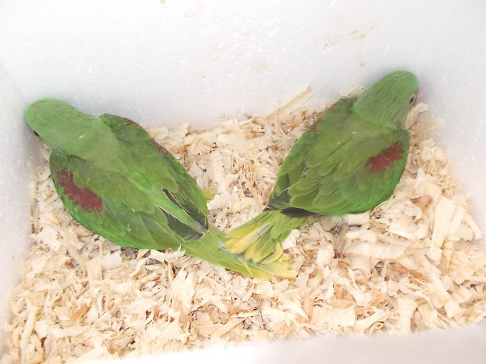 DSCN1722 - pui papagali 2014