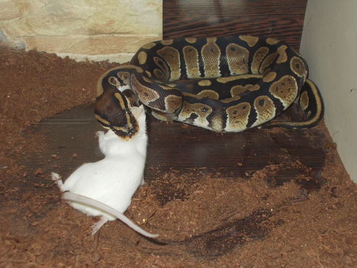 DSCN1672[1]; azi, 19 august 2014; pufulet a luat masa.
