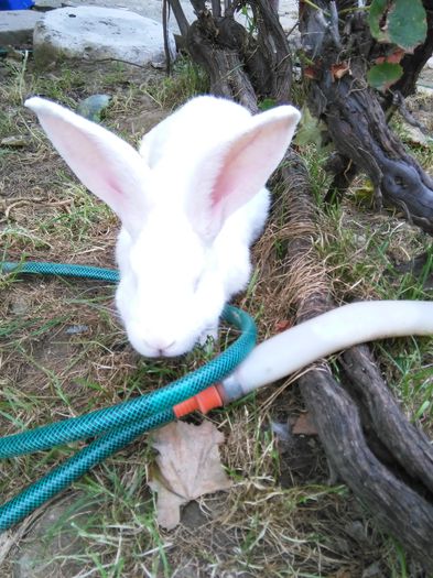 IMG_20140817_161416; P
