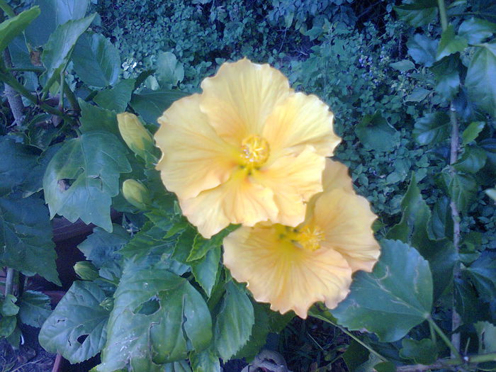  - A-Flori 2014