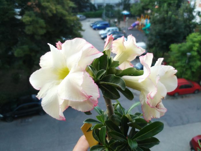  - Adenium - Yellow Love Bouquet Dan