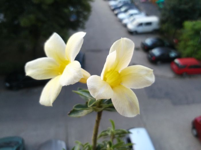  - Adenium - Star of Yellow Dream Dan