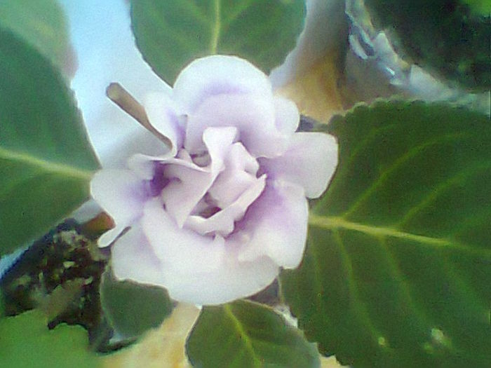 Burgundy queen MadaAMD