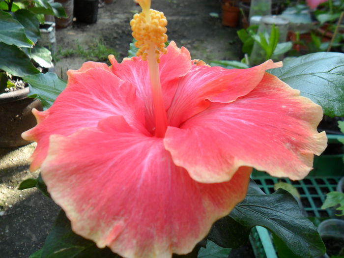 Picture 222 - pink vista