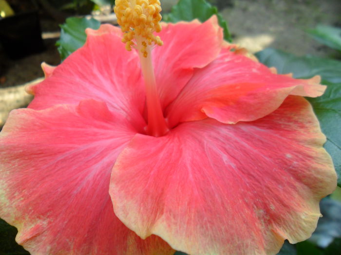 Picture 224 - pink vista